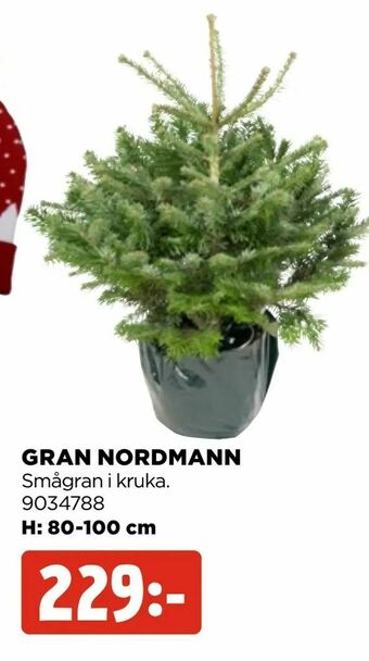 Jem&Fix Gran nordmann erbjuda