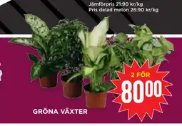 Willys Hemma GRÖNA VÄXTER erbjuda