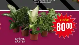 Willys GRÖNA VÄXTER erbjuda