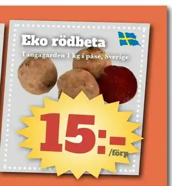 Eko rödbeta