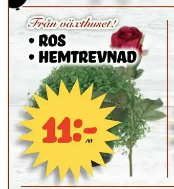 Nelins Ros • Hemtrevnad erbjuda