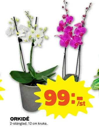Orkidé