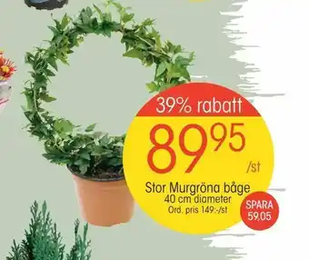 EKO Stor Murgröna båge erbjuda