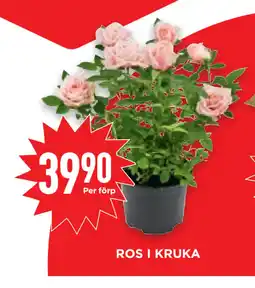 Willys Hemma ROS I KRUKA erbjuda