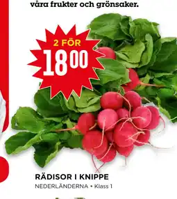 Willys RÄDISOR I KNIPPE erbjuda
