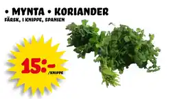 Mynta Koriander
