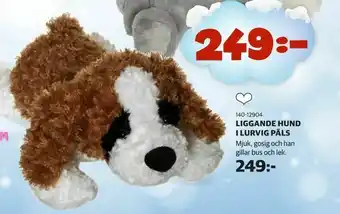 Liggande hund i lurvig päls