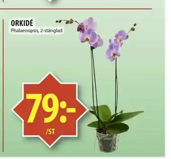 Orkidé