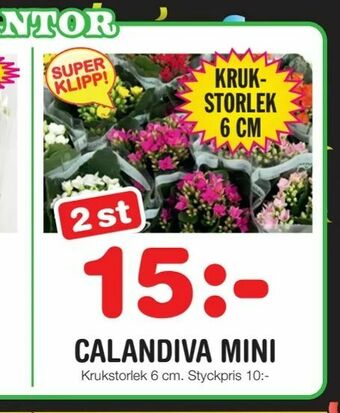 Nya Pulsen Calandiva mini erbjuda