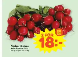 Rädisor i knippe