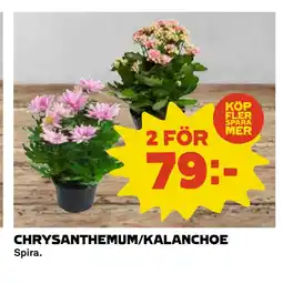 Coop Daglivs CHRYSANTHEMUM/KALANCHOE erbjuda