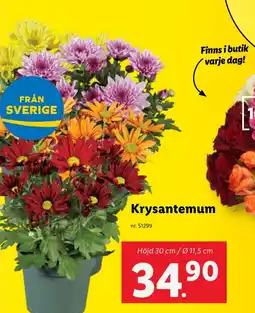 Lidl Krysantemum erbjuda