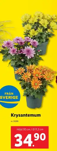 Lidl Krysantemum erbjuda