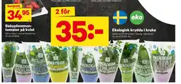 City Gross Ekologisk krydda i kruka erbjuda