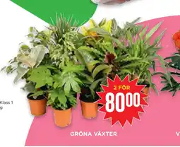 Willys Hemma GRÖNA VÄXTER erbjuda