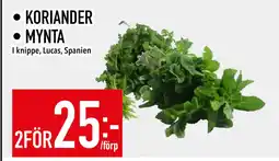 Matdax KORIANDER • MYNTA erbjuda