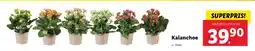 Lidl Kalanchoe erbjuda