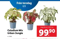 Lidl Caladium Mix Urban-Jungle erbjuda