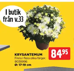 KRYSANTEMUM