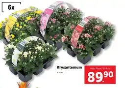 Lidl Krysantemum erbjuda