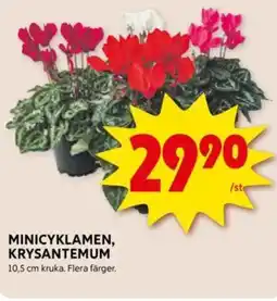 ICA Supermarket MINICYKLAMEN, KRYSANTEMUM erbjuda