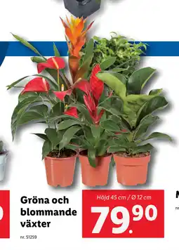Lidl Gröna och blommande växter erbjuda