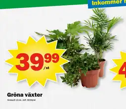 Gröna växter