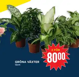 Willys Hemma GRÖNA VÄXTER erbjuda