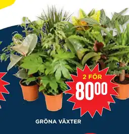 Willys GRÖNA VÄXTER erbjuda