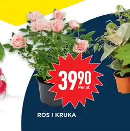 Willys ROS I KRUKA erbjuda