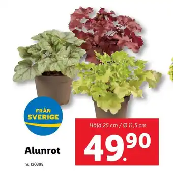 Lidl Alunrot erbjuda