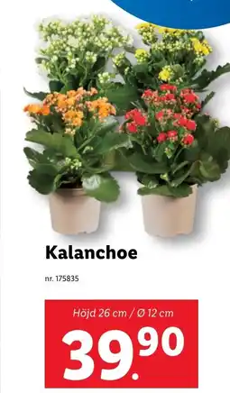 Lidl Kalanchoe erbjuda