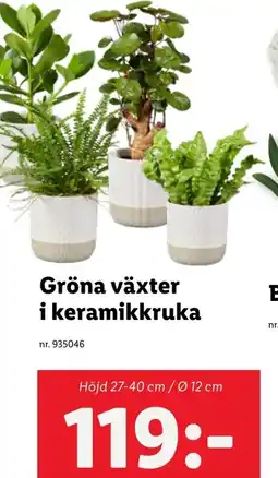 Lidl Gröna växter i keramikkruka erbjuda