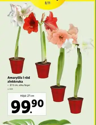 Lidl Amaryllis i röd zinkkruka erbjuda