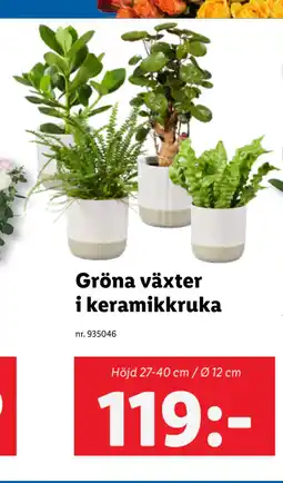 Lidl Gröna växter i keramikkruka erbjuda