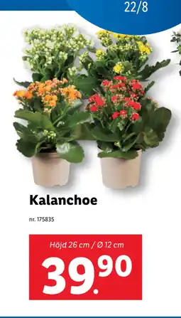 Lidl Kalanchoe erbjuda