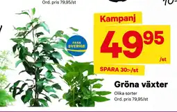 City Gross Gröna växter erbjuda