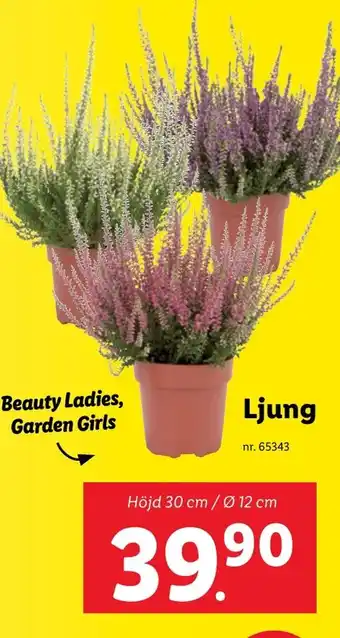 Lidl Ljung erbjuda
