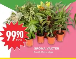 Willys Gröna växter erbjuda