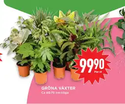 Willys Hemma GRÖNA VÄXTER erbjuda
