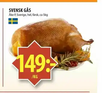 Svensk gås