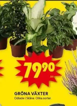 ICA Kvantum Gröna Växter erbjuda