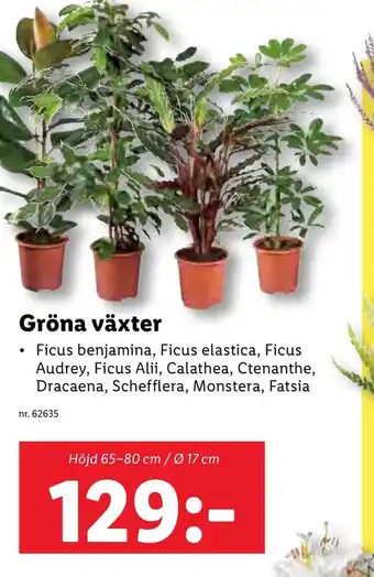 Lidl Gröna Växter erbjuda