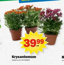 Pekås Krysantemum erbjuda