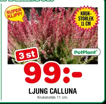 Nya Pulsen LJUNG CALLUNA erbjuda