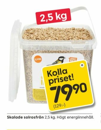 Rusta Solrosfrön erbjuda