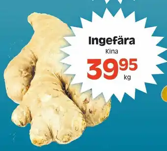 Ingefära