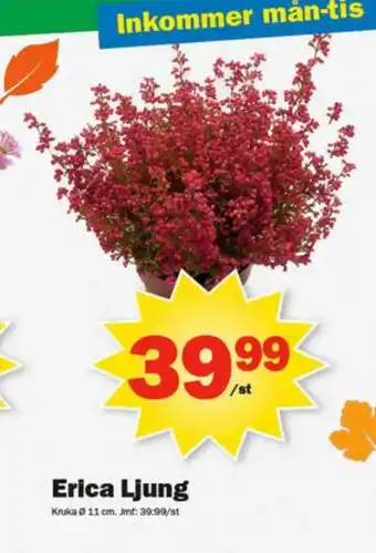 Pekås Erica Ljung erbjuda
