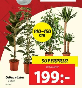 Lidl Gröna växter erbjuda