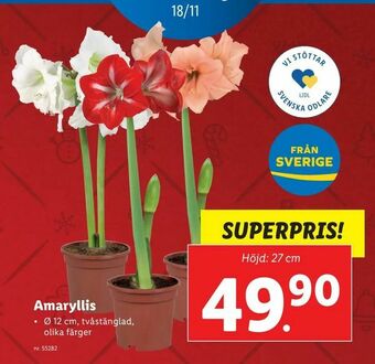 Lidl Amaryllis erbjuda